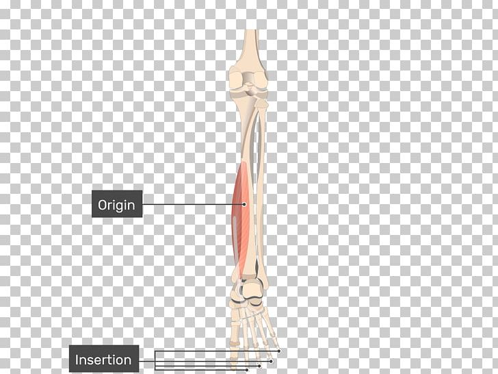 Tibialis Posterior Muscle Tibialis Anterior Muscle Origin And Insertion Flexor Hallucis Longus Muscle PNG, Clipart, Anatomy, Arm, Flexor Digitorum Longus Muscle, Flexor Digitorum Profundus Muscle, Flexor Hallucis Brevis Muscle Free PNG Download