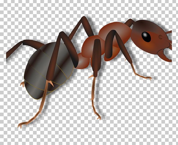 Black Carpenter Ant Insect Ant Colony Bullet Ant PNG, Clipart, Animals, Ant, Ant Colony, Arthropod, Beetle Free PNG Download