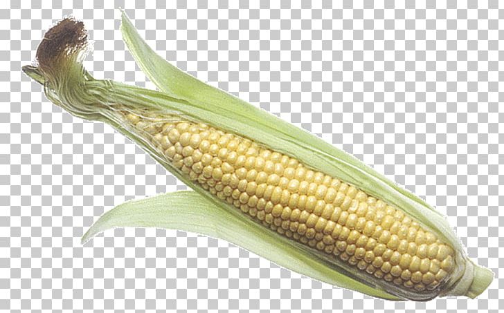 Corn On The Cob Maize Corncob Portable Network Graphics Sweet Corn PNG, Clipart, Barbecue, Cereal, Commodity, Cooking, Corncob Free PNG Download