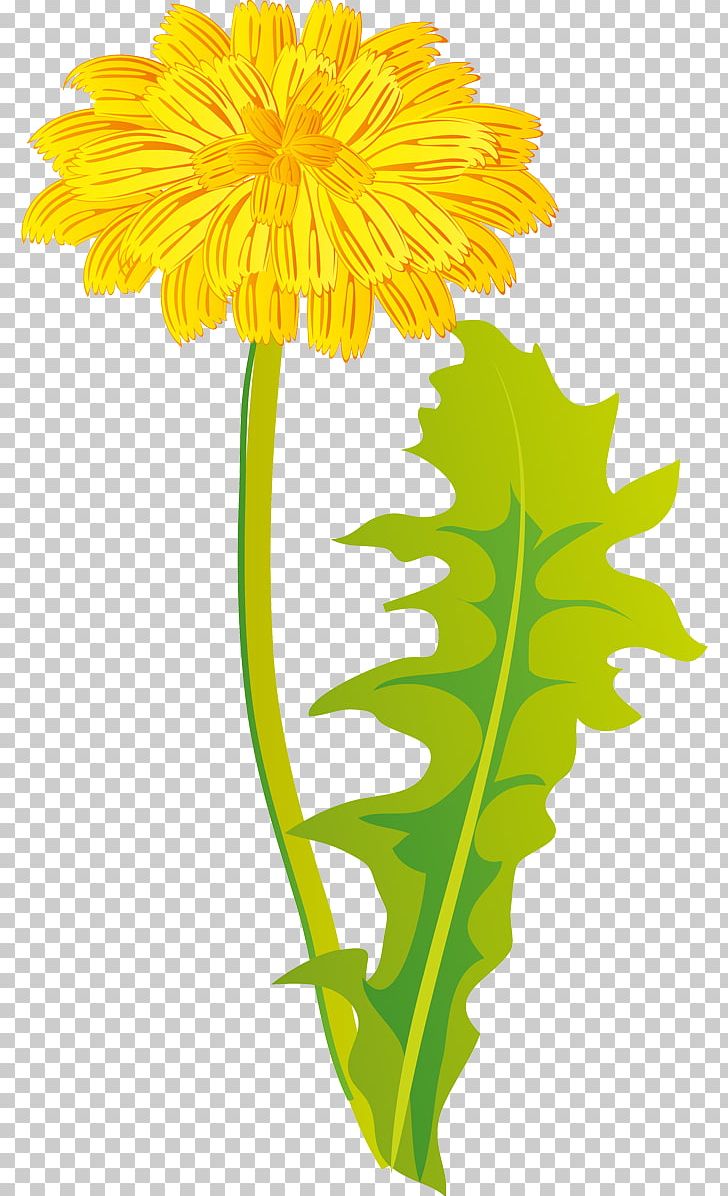 Dandelion Cut Flowers Plant Chrysanthemum PNG, Clipart, Chrysanths, Daisy Family, Flora, Floral Design, Flower Free PNG Download