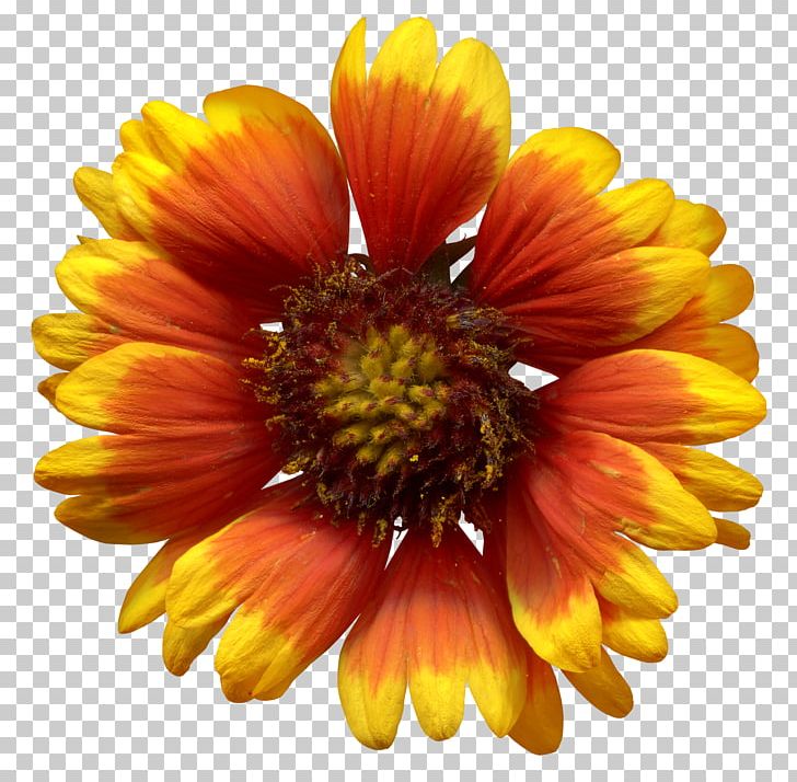 Common Sunflower PNG, Clipart, Annual Plant, Blanket Flowers, Chrysanths, Common Sunflower, Daisy Free PNG Download