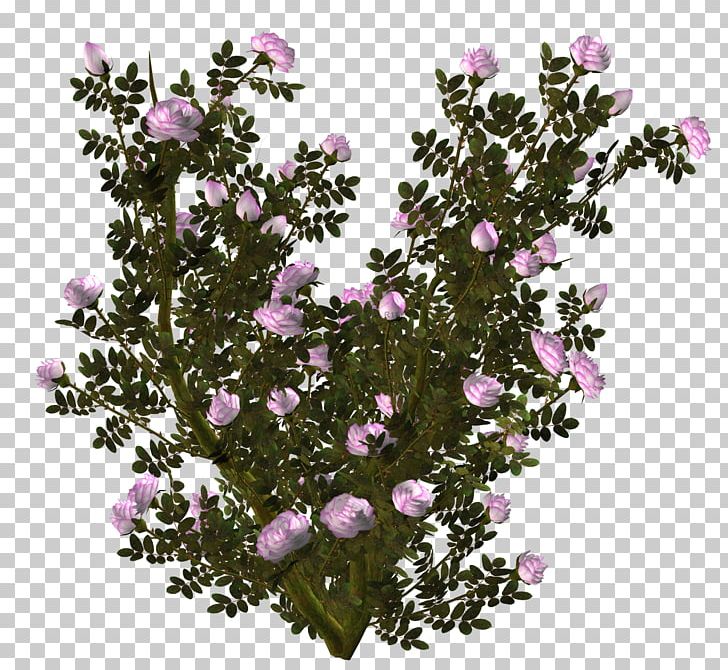 Garden Flower Collage Pink PNG, Clipart, Animation, Branch, Collage, Flower, Flowering Plant Free PNG Download