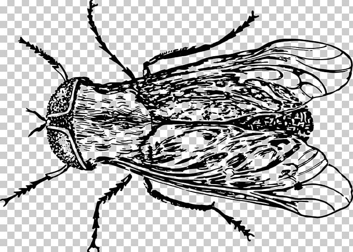Insect Horse-fly Bee Housefly PNG, Clipart, Animals, Art, Arthropod, Artwork, Bee Free PNG Download