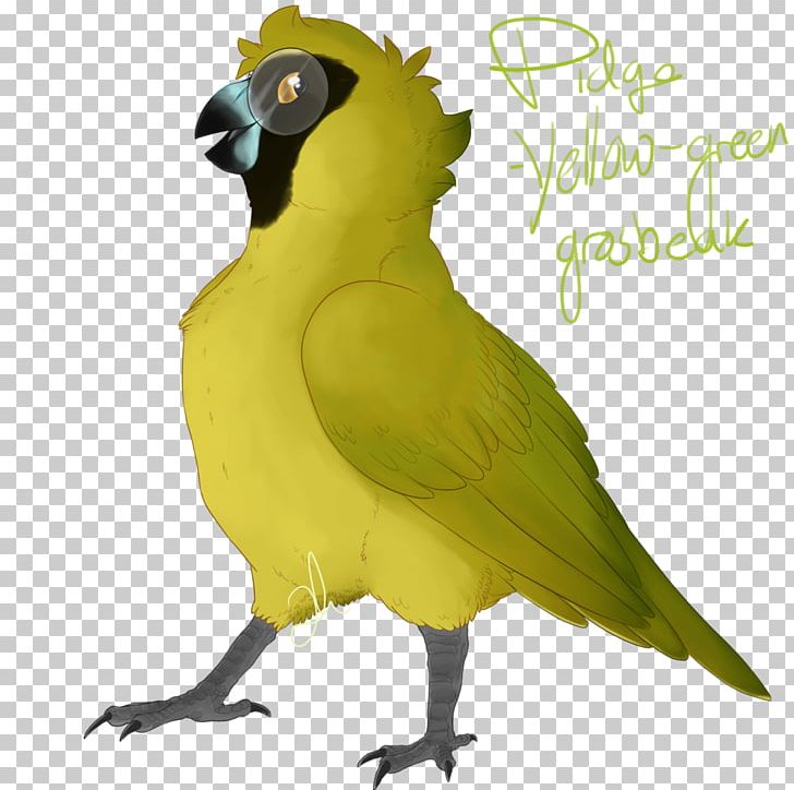 Macaw Parakeet Feather Beak Illustration PNG, Clipart, Beak, Bird, Common Pet Parakeet, Fauna, Feather Free PNG Download