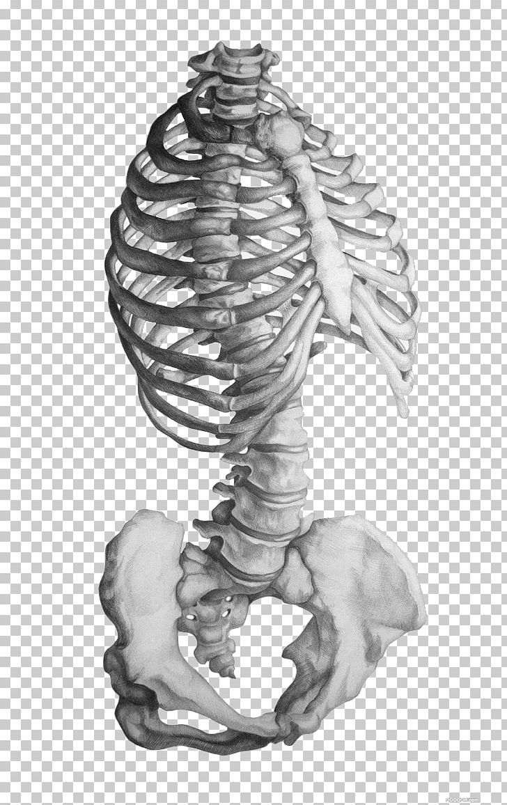 Rhode Island School Of Design Anatomy Human Skeleton Drawing PNG, Clipart, Anatomia Animal, Arm, Arrow Sketch, Art, Black And White Free PNG Download
