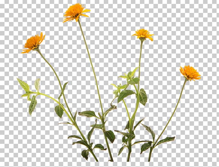 Watercolor Painting Flower PNG, Clipart, Annual Plant, Art, Calendula, Cartoon, Chamaemelum Nobile Free PNG Download