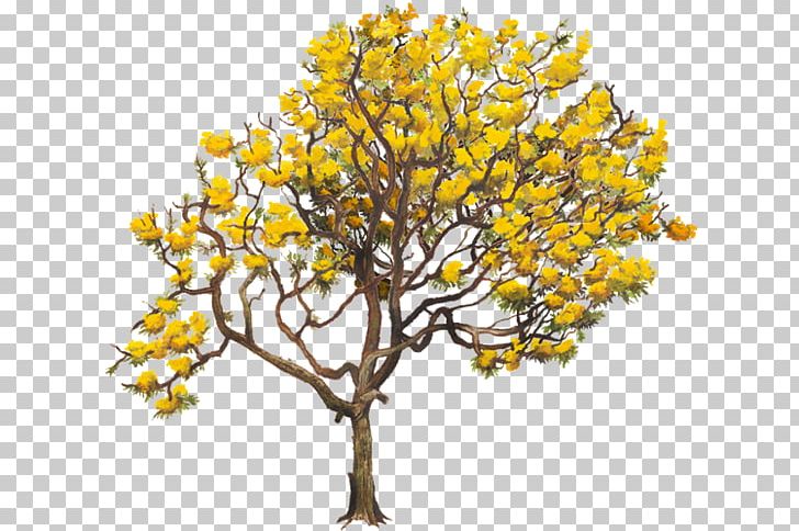 Yellow Tabebuia Chrysantha Twig Tabebuia Aurea Tree PNG, Clipart, Arbor Day, Blue, Branch, Crown, Green Free PNG Download