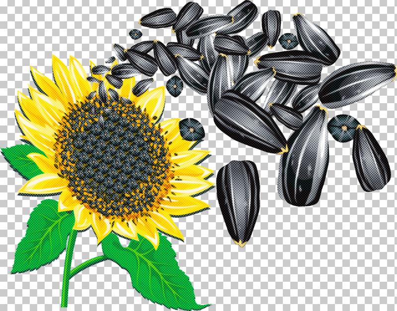 Sunflower Summer Flower PNG, Clipart, Calorie, Common Sunflower, Dandelion, Health Food, Pumpkin Seed Free PNG Download