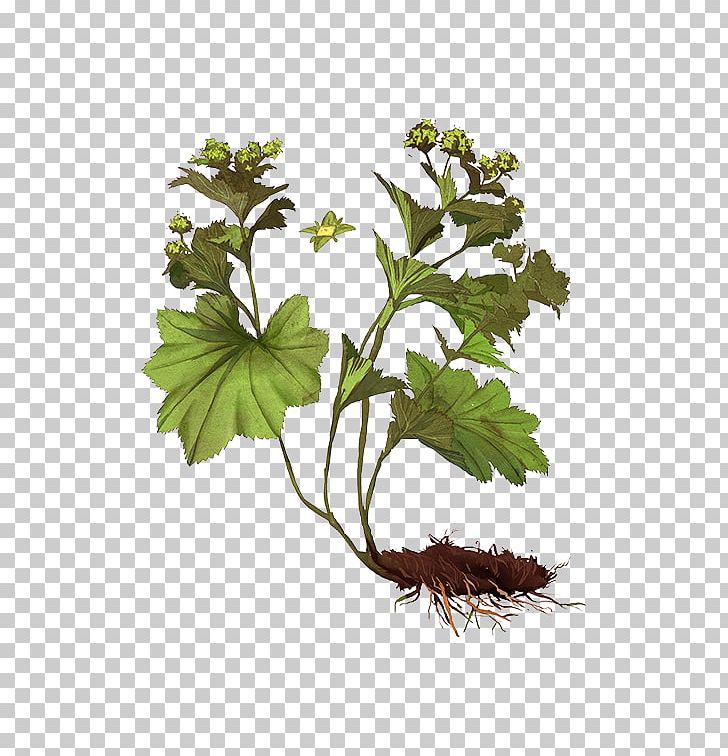 Alchemilla Vulgaris Leaf Plant Stem Alchemy Herb PNG, Clipart,  Free PNG Download