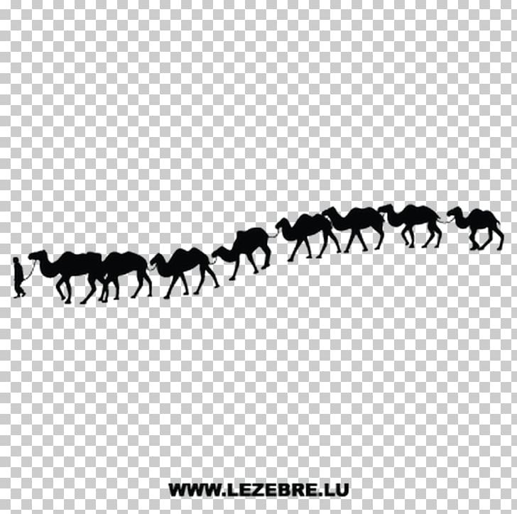 Camel Horse Sticker Silhouette PNG, Clipart, Animals, Black And White, Bumper Sticker, Camel, Camel Train Free PNG Download