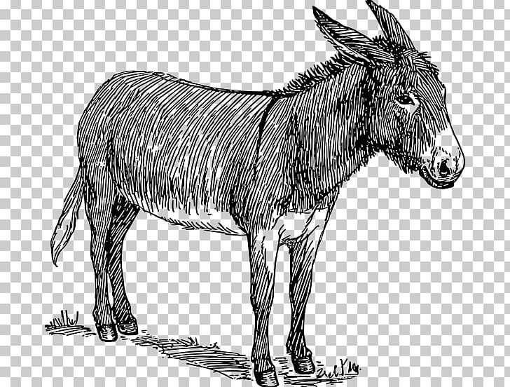 Drawing Donkey Sketch PNG, Clipart, Animals, Art, Black And White, Donkey, Fauna Free PNG Download
