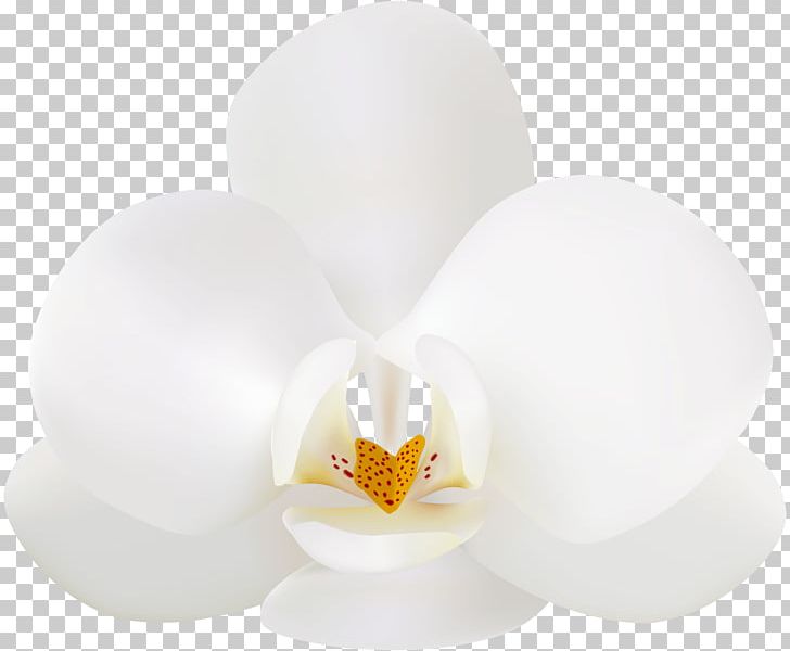 Lighting Flower PNG, Clipart, Flower, Lighting, Nature, Orchid Free PNG Download