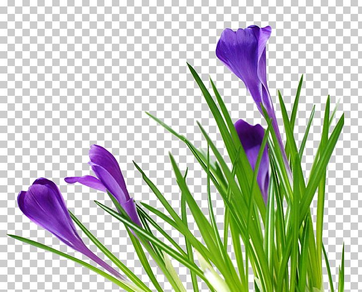 Friday Flower Happiness Wish PNG, Clipart, Akhir Pekan, Crocus, Day, Flower, Flowering Plant Free PNG Download