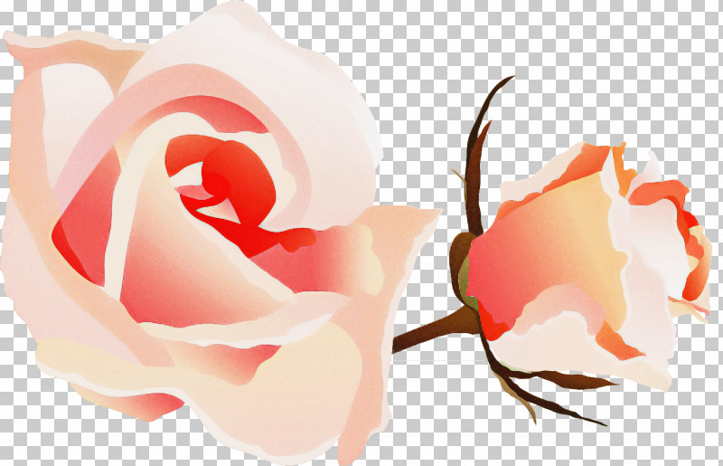 Two Flowers Two Roses Valentines Day PNG, Clipart, Beauty, Bud, Floribunda, Flower, Garden Roses Free PNG Download