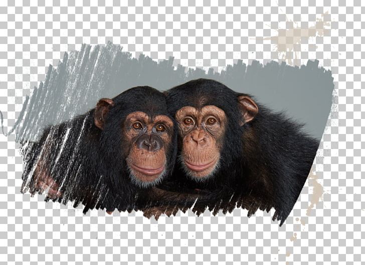 Common Chimpanzee Homo Sapiens Tourist Attraction Elephantidae Myrtle Beach PNG, Clipart, Chimpanzee, Common Chimpanzee, Elephantidae, Great Ape, Homo Free PNG Download