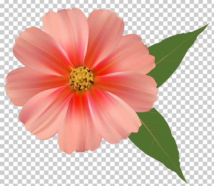 Flower Bouquet Orange Blossom PNG, Clipart, Annual Plant, Clipart, Clip Art, Color, Common Daisy Free PNG Download