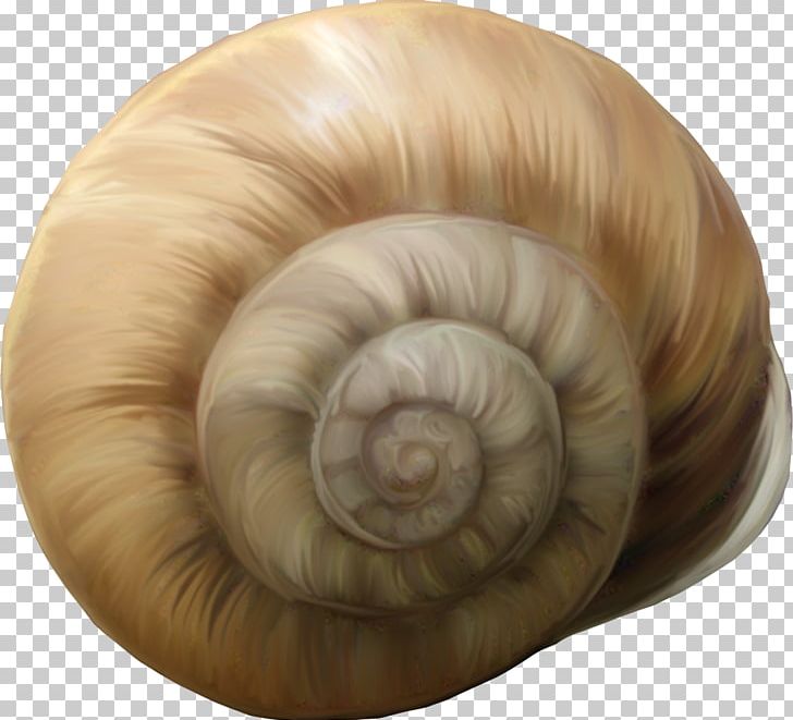 Snail Caracol PhotoScape PNG, Clipart, Brown, Brown Background, Brown Bear, Brown Dog, Brown Flower Free PNG Download