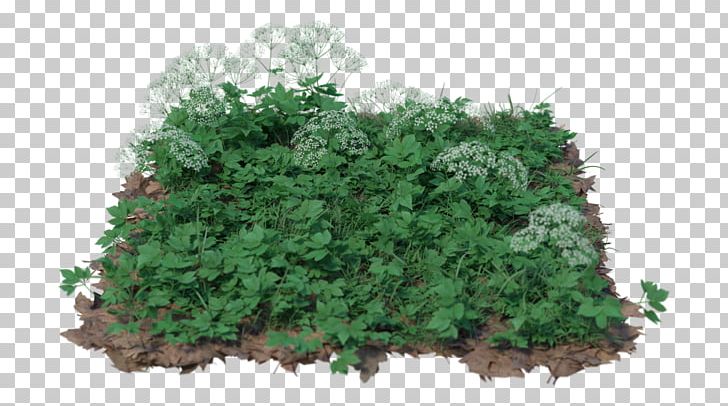 TinyPic Tree Evergreen Desktop PNG, Clipart, Artist, Desktop Wallpaper, Evergreen, Flower, Grass Free PNG Download