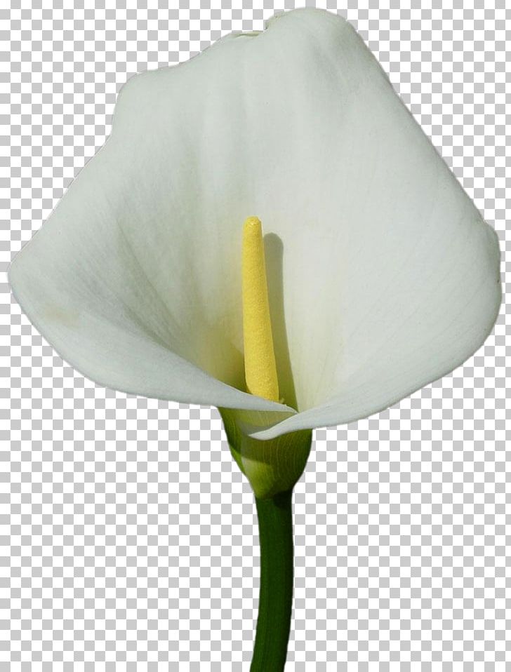 Arum-lily Callalily Lilium Flower PNG, Clipart, Alismatales, Arum, Arum Lilies, Arumlily, Calas Free PNG Download