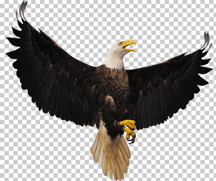 Bald Eagle Bird Stock Photography PNG, Clipart, Accipitriformes, Animals, Bald Eagle, Beak, Bird Free PNG Download