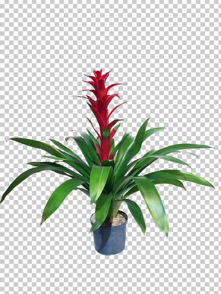 Bromelia Houseplant Aechmea Staghorn Ferns PNG, Clipart, Aechmea, Aechmea Fasciata, Bromelia, Bromeliaceae, Bromeliads Free PNG Download