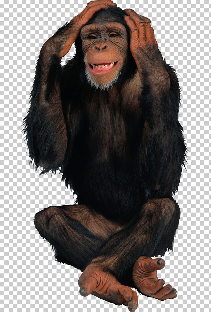 Common Chimpanzee Monkey Ape PNG, Clipart, Animals, Ape, Bonobo, Bornean Orangutan, Chimpanzee Free PNG Download