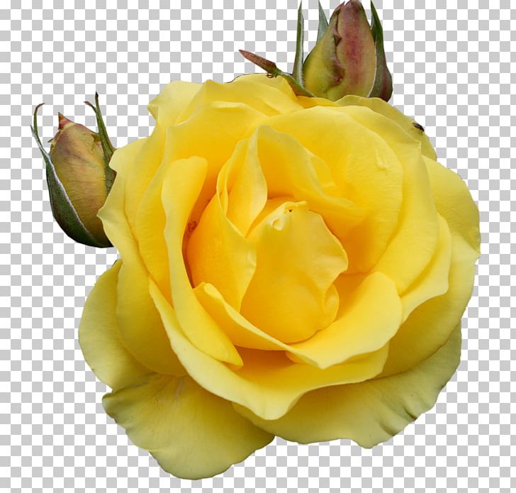 Rose Desktop PNG, Clipart, Blue, Color, Cut Flowers, Desktop Wallpaper, Floribunda Free PNG Download