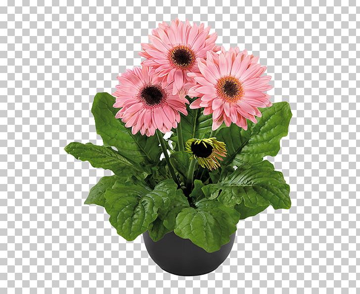 Transvaal Daisy Floral Design Cut Flowers Product PNG, Clipart, Aldershot Greenhouses Limited, Annual Plant, Chrysanthemum, Chrysanths, Cut Flowers Free PNG Download