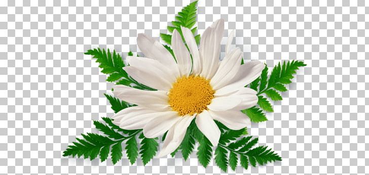 Camomile Leaves Close Up PNG, Clipart, Camomile, Flowers, Nature Free PNG Download