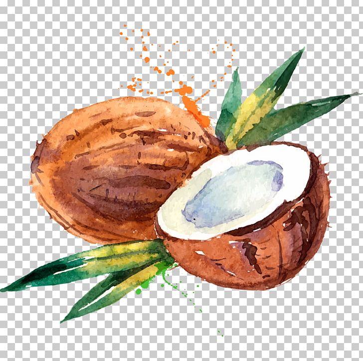 Coconut Water Coconut Milk Watercolor Painting PNG, Clipart, Coconut, Coconut Milk, Coconut Oil, Coconut Water, Drawing Free PNG Download