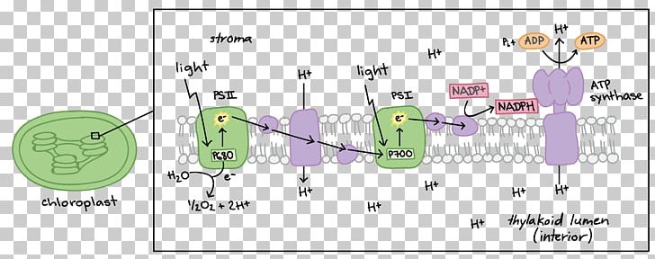 Light-dependent Reactions Photosynthesis Biology Light-independent Reactions PNG, Clipart, Angle, Art, Biological Pigment, Biology, Calvin Cycle Free PNG Download