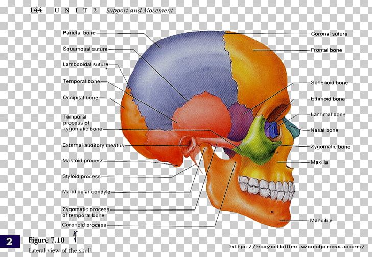 Skull Human Anatomy Human Body Human Skeleton PNG, Clipart, Anatomy, Bone, Cranium, Diagram, Facial Skeleton Free PNG Download