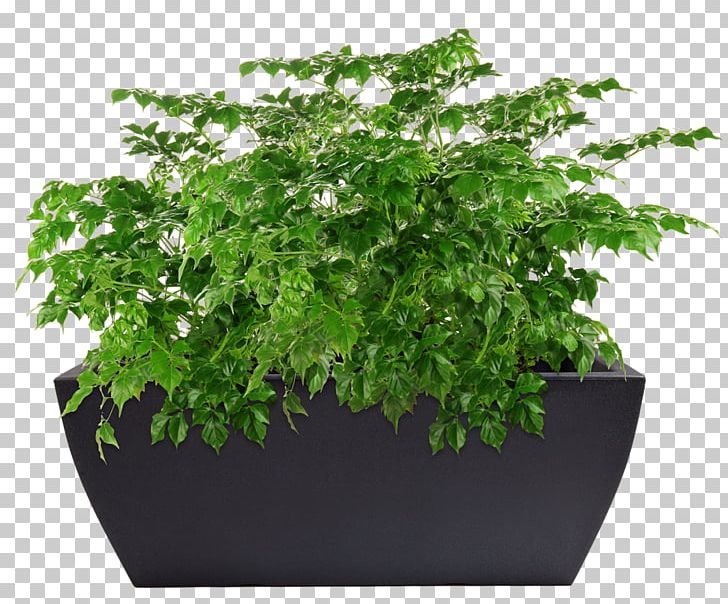 Stock Photography PNG, Clipart, Flower, Flowerpot, Grass, Herb, Houseplant Free PNG Download