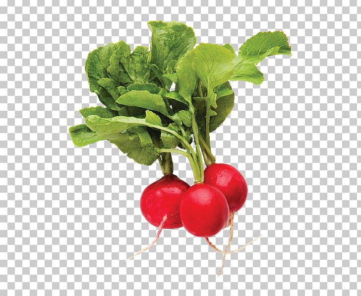 Vegetable Food Nepalese Cuisine Garden Radish PNG, Clipart, Beet, Beetroot, Bush Tomato, Chard, Cucumber Free PNG Download