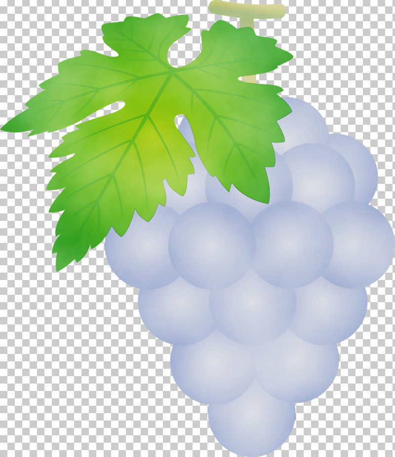 Grape Green Seedless Fruit Grapevine Family Grape Leaves PNG, Clipart, Flower, Fruit, Grape, Grape Leaves, Grapes Free PNG Download
