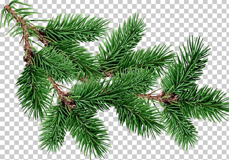 Fir Pine Tree PNG, Clipart, Biome, Branch, Christmas Decoration, Christmas Ornament, Clip Art Free PNG Download