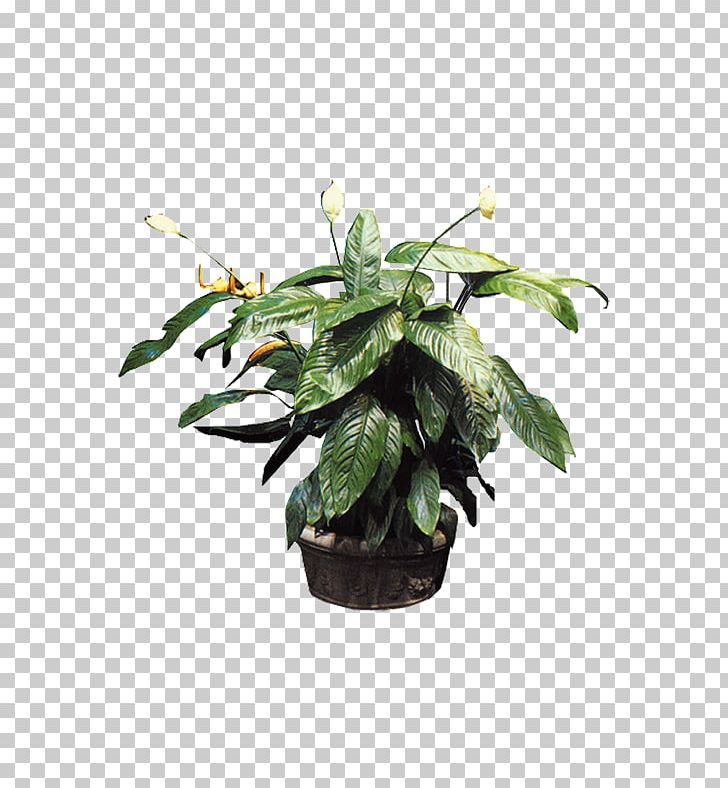 Plant Bonsai Flowerpot Tree PNG, Clipart, Anthurium Andraeanum, Bedroom, Bonsai, Decoration, Fiddleleaf Fig Free PNG Download
