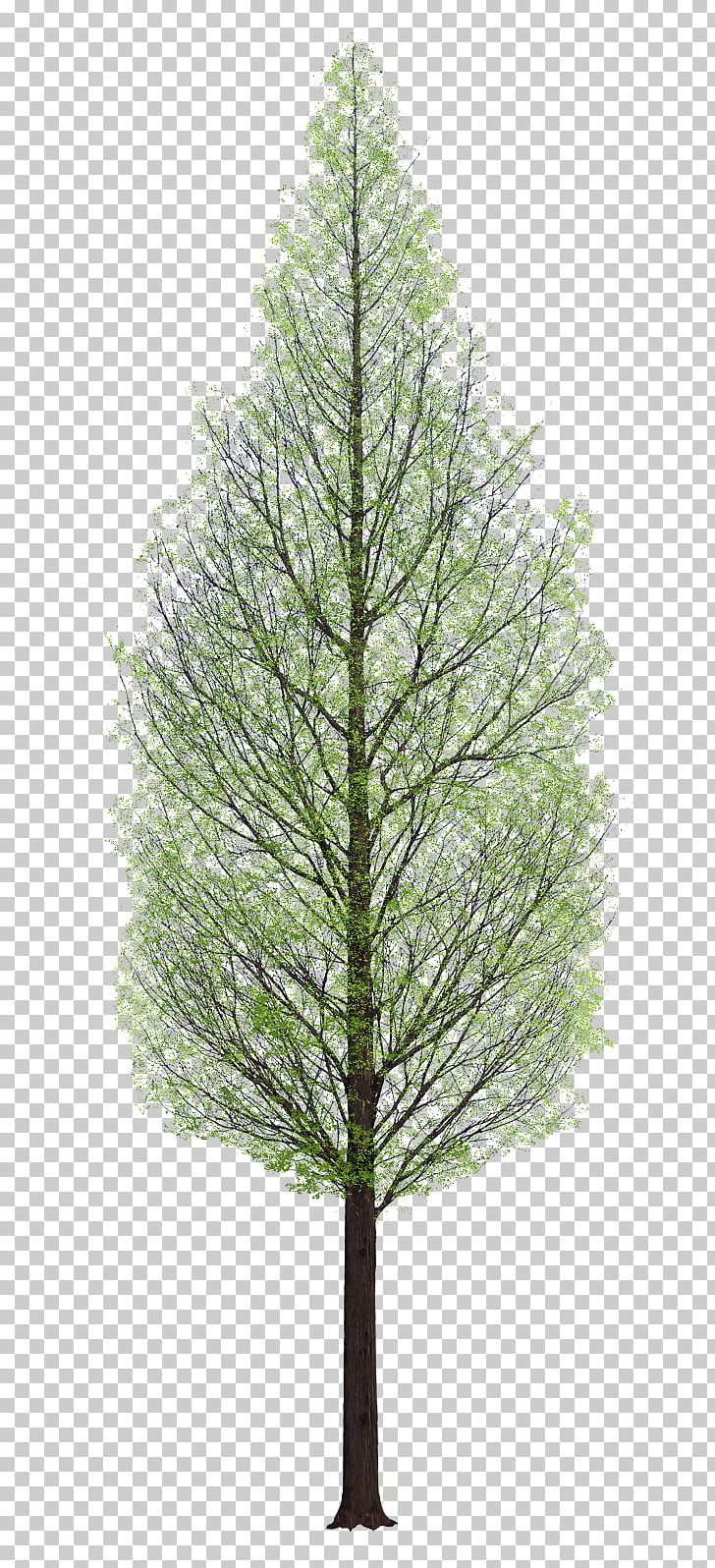Tree Architecture PNG, Clipart, Architecture, Branch, Christmas Tree, Conifer, Cypress Family Free PNG Download