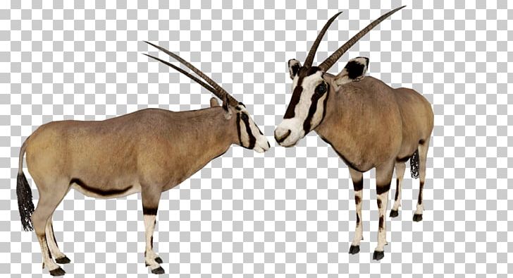 Zoo Tycoon 2 Gemsbok Antelope Waterbuck PNG, Clipart, Animal, Animal Figure, Animals, Antelope, Cattle Like Mammal Free PNG Download