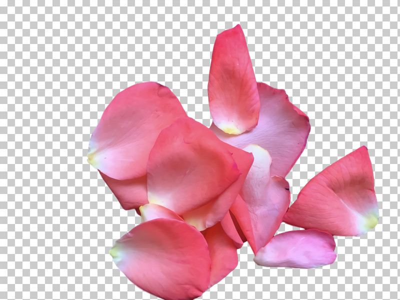 Rose PNG, Clipart, Closeup, Cut Flowers, Flower, Moth Orchids, Orchids Free PNG Download