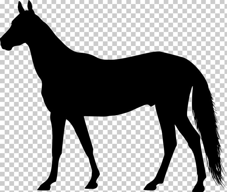 American Quarter Horse American Paint Horse Equestrian PNG, Clipart, American Quarter Horse, Animals, Colt, Computer Icons, Equestrian Free PNG Download