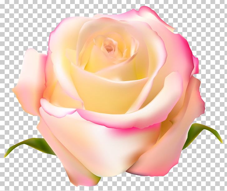 Garden Roses Beach Rose Centifolia Roses PNG, Clipart, Beach Rose, Centifolia Roses, Clipart, Clip Art, Floribunda Free PNG Download