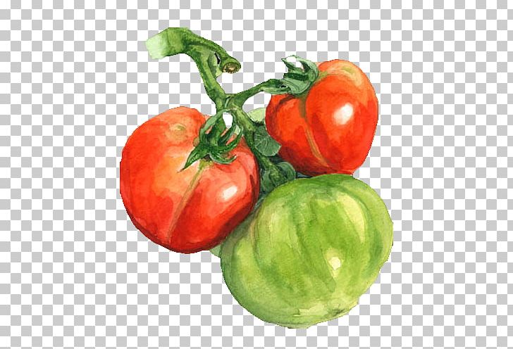 Watercolor Painting Tomato PNG, Clipart, Encapsulated Postscript, Food, Fruit, Natural Foods, Nightshade Family Free PNG Download