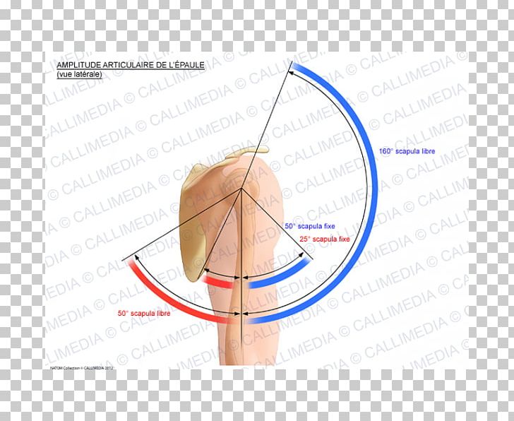 Finger Line Angle PNG, Clipart, Angle, Arm, Art, Diagram, Ear Free PNG Download