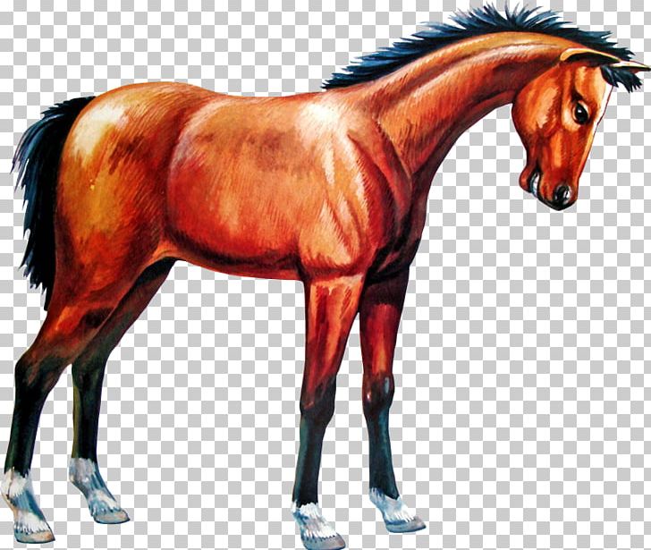 Mane Colt Mare Stallion Foal PNG, Clipart, Animal, Animal Figure, Bridle, Cabal, Colt Free PNG Download