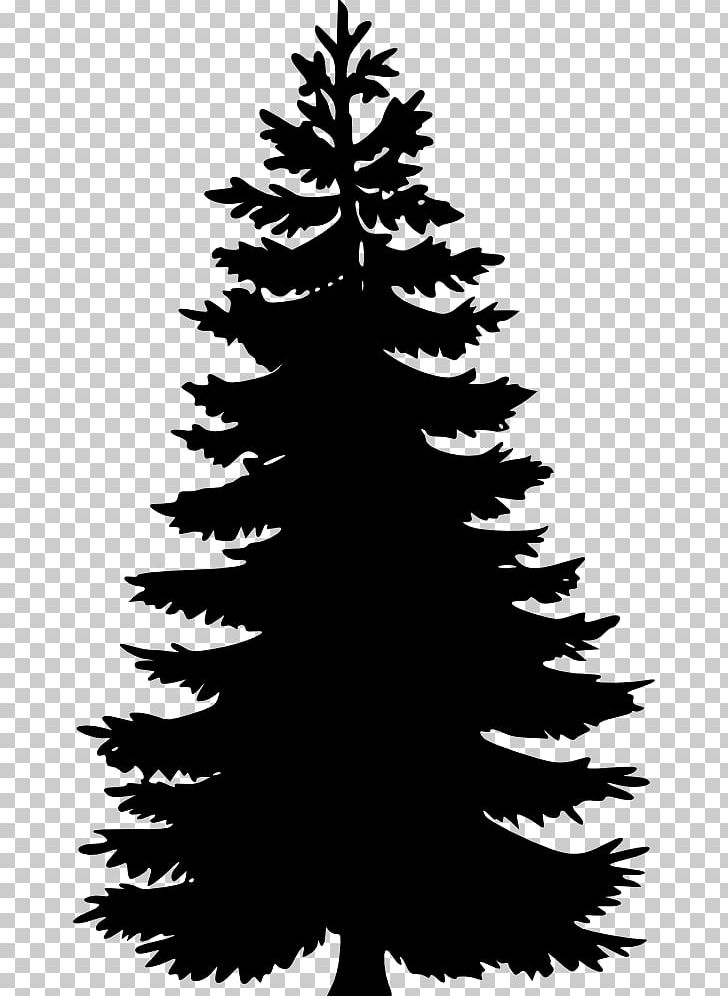 Pine Fir Tree Spruce PNG, Clipart, Black And White, Branch, Cedar, Christmas Decoration, Christmas Ornament Free PNG Download