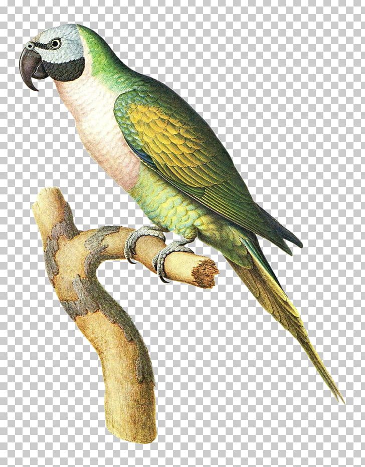 Budgerigar Bird Parrot Parakeet Macaw PNG, Clipart, Animals, Art, Beak, Bird, Budgerigar Free PNG Download