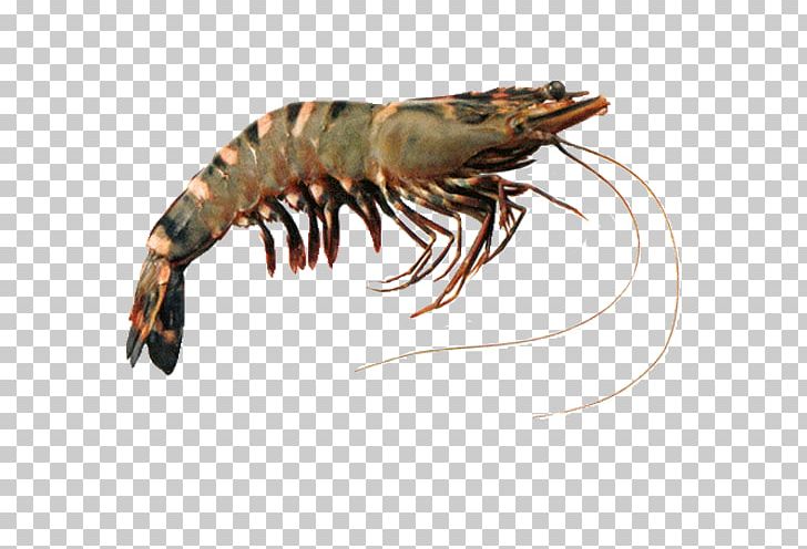 Giant Tiger Prawn Shrimp Indian Prawn Prawns PNG, Clipart, American Lobster, Animals, Animal Source Foods, Arthropod, Crustacean Free PNG Download