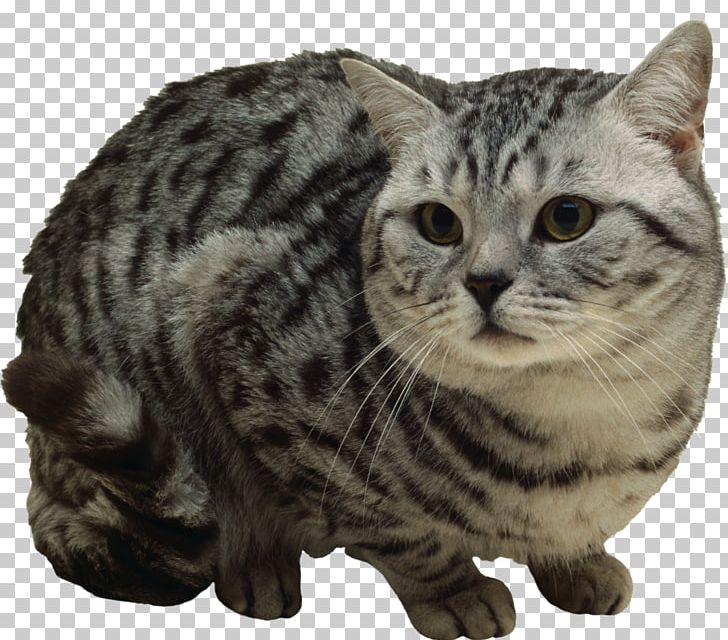 Kitten Ocicat Bengal Cat Sphynx Cat Stock Photography PNG, Clipart, American Shorthair, Animal, Animals, Carnivoran, Cat Like Mammal Free PNG Download