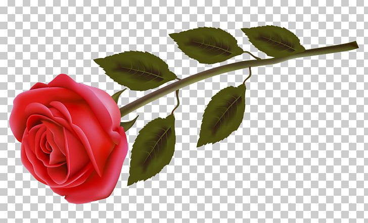 Rose Flower Stock Photography PNG, Clipart,  Free PNG Download